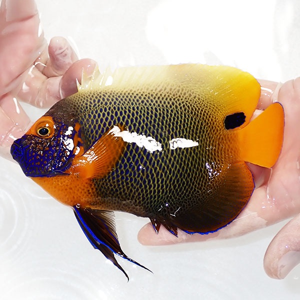 【現物7】スレ有りアデヤッコ 成魚 16.5cm±! 海水魚 ヤッコ(t111(t207