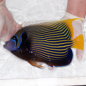 Colorful angelfish with blue stripes on a dark body and a yellow tail, being held by gloved hands over a white surface.
