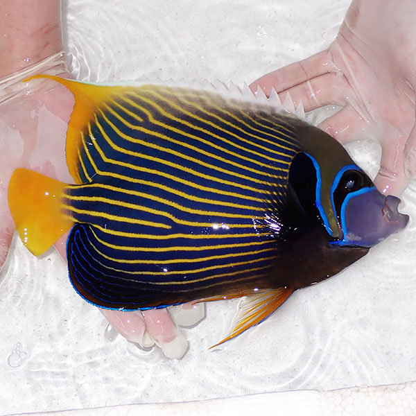 【現物2】タテジマキンチャクダイ 26cm±!海水魚 ヤッコ  15時までのご注文で当日発送(t111(t207
