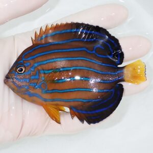 Small tropical fish with electric blue stripes on a brown body held in a gloved hand.