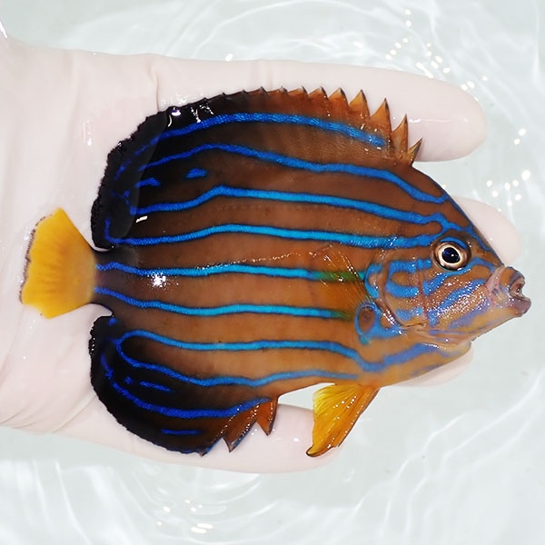 【現物1】キンチャクダイ 10.5cm±!海水魚 ヤッコ  15時までのご注文で当日発送(t111(t207