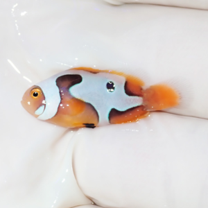 Tiny clownfish with orange, white and light blue markings resting on a gloved finger/hand.