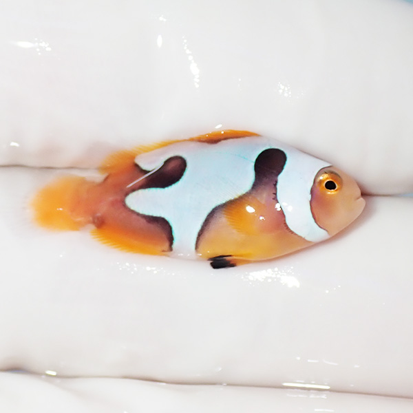 【現物3】ブラックピカソクラウン 2.7cm±! 海水魚 クマノミ 餌付け 15時までのご注文で当日発送(t115(t207