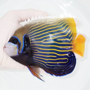 Colorful striped tropical fish (blue and yellow) held by a gloved hand in shallow water.