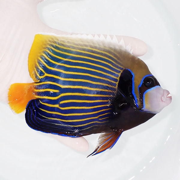 【現物12】粒エサOK タテジマキンチャクダイ 15cm±!海水魚 ヤッコ  15時までのご注文で当日発送(t111(t207