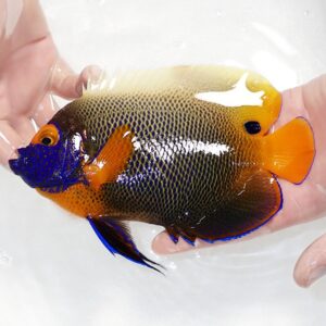 Vibrant tropical angelfish with blue head and orange fins held in two hands over clear water.