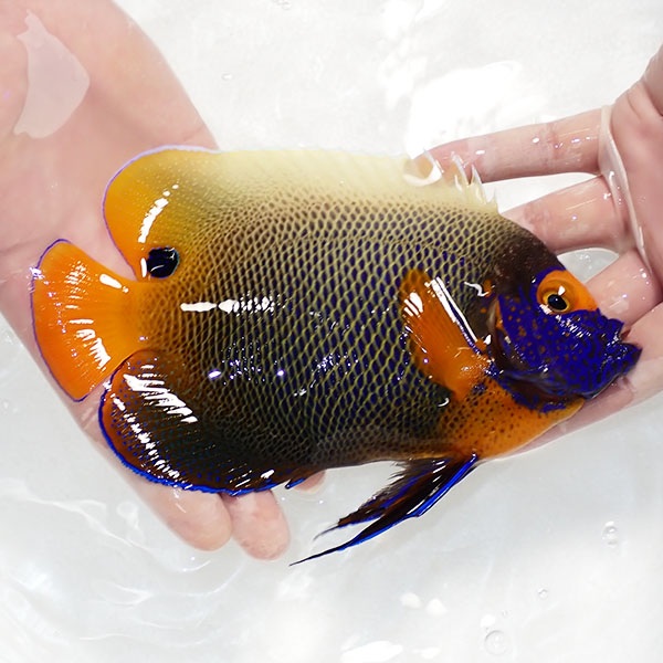 【現物8】スレ有りアデヤッコ 成魚 18.5cm±! 海水魚 ヤッコ(t111(t207