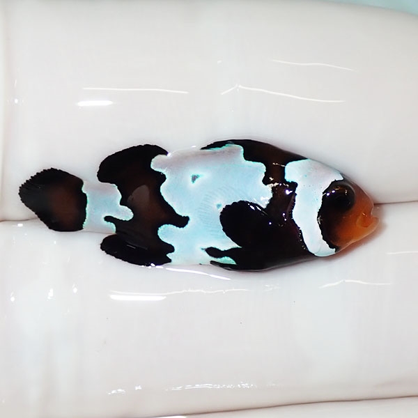 【現物1】ブラックスノーフレークオセラリス 3cm±! 海水魚 クマノミ 餌付け 15時までのご注文で当日発送(t115(t207