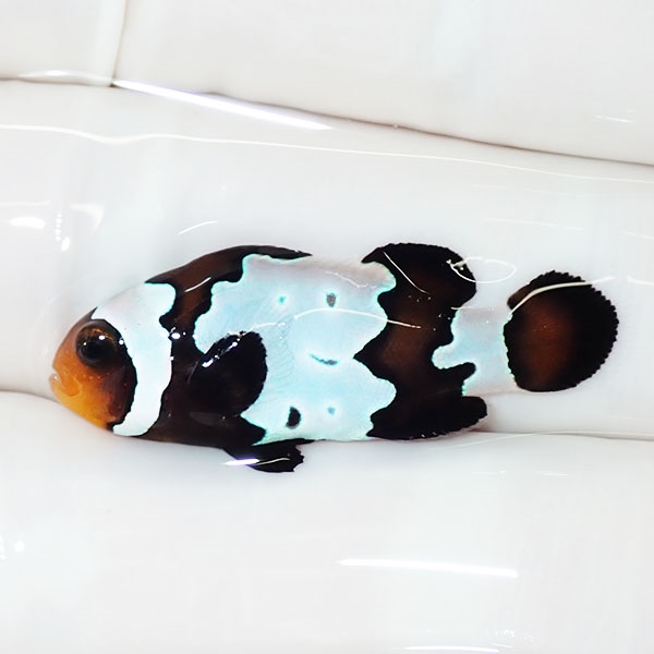【現物1】ブラックスノーフレークオセラリス 3cm±! 海水魚 クマノミ 餌付け 15時までのご注文で当日発送(t115(t207