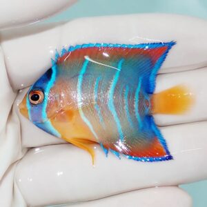 Bright blue and orange tropical angelfish held in a gloved hand, showing turquoise vertical stripes and orange dorsal fin edge.