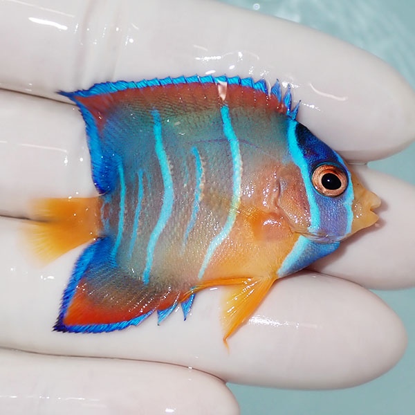 【現物1】クイーンエンゼル 5.5cm± !海水魚 ヤッコ 15時までのご注文で当日発送(t111(t207