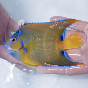 Bright yellow tang with blue dorsal and tail fins being held in gloved hands.