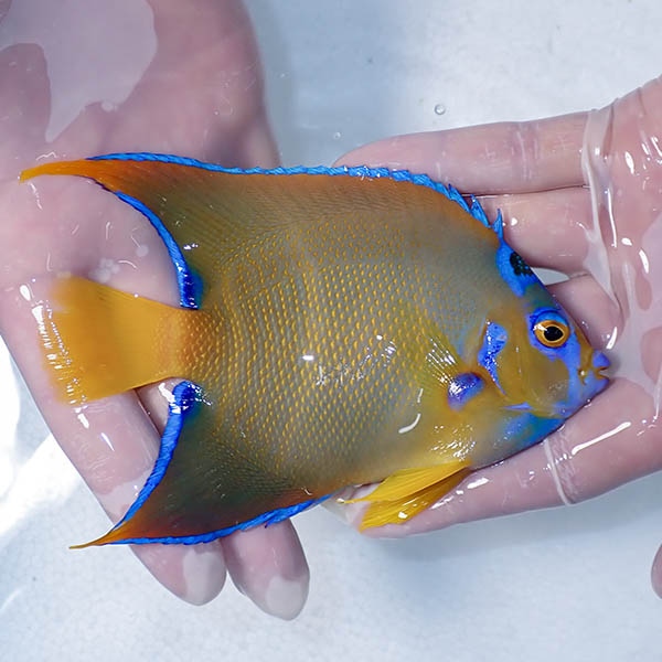 【現物6】クイーンエンゼル 13.5cm± !海水魚 ヤッコ 15時までのご注文で当日発送(t111(t207