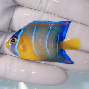 Small tropical fish with blue vertical stripes on a gray body, yellow tail, and orange face held between gloved fingers.