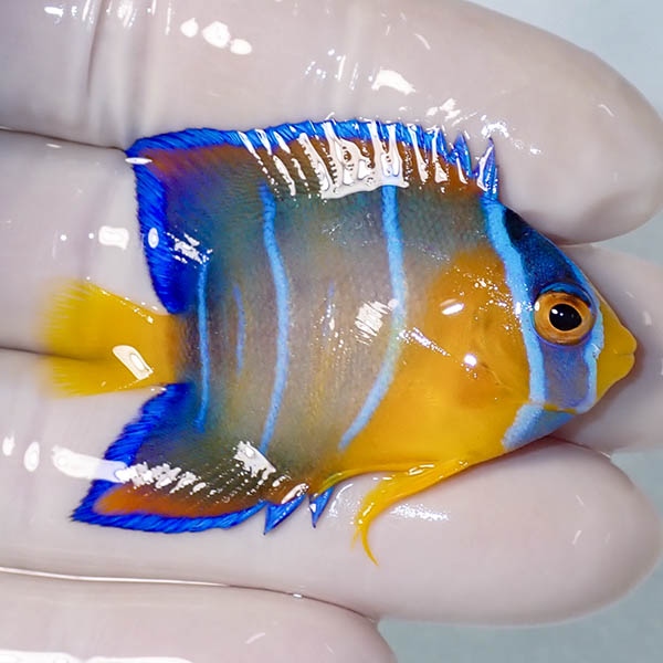 【現物7】クイーンエンゼル 5.5cm± !海水魚 ヤッコ 15時までのご注文で当日発送(t111(t207
