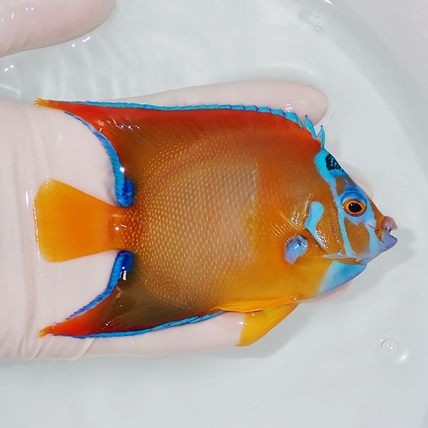【現物2】クイーンエンゼル 11.5cm± !海水魚 ヤッコ 15時までのご注文で当日発送(t111(t207