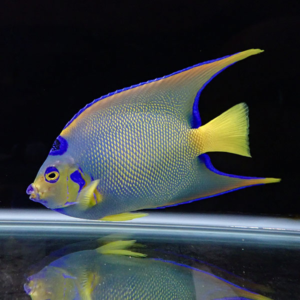 Bright yellow and blue tropical angelfish swimming in a dark aquariumBackground clear water and a yellow tail fin.