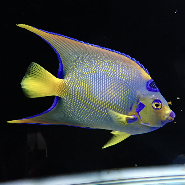【現物】クイーンエンゼル ベリーズ産 19.5cm± !海水魚 ヤッコ 15時までのご注文で当日発送(t111
