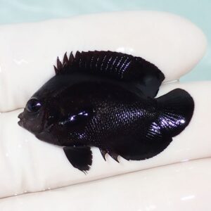 Small glossy black aquarium fish perched on a white gloved finger.