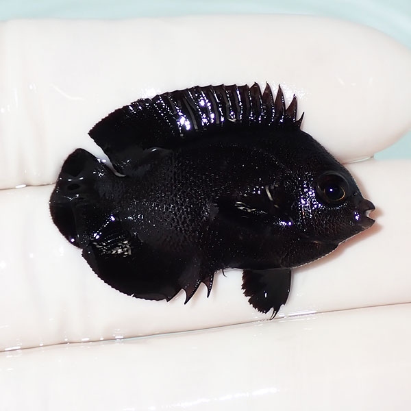 【現物1】オハグロヤッコ 3.5cm± !海水魚 ヤッコ 15時までのご注文で当日発送(t111