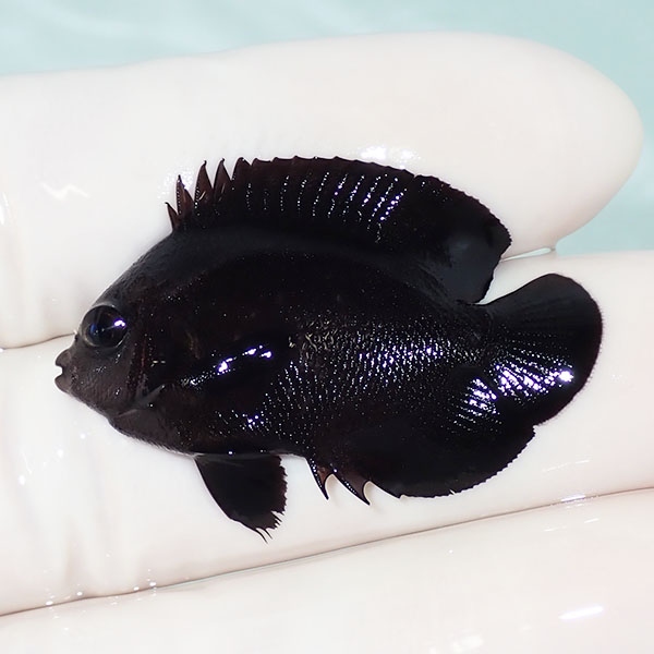 【現物1】オハグロヤッコ 3.5cm± !海水魚 ヤッコ 15時までのご注文で当日発送(t111