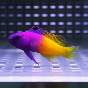 Bright tropical fish with a purple head and yellow body fins swimming in an aquarium.