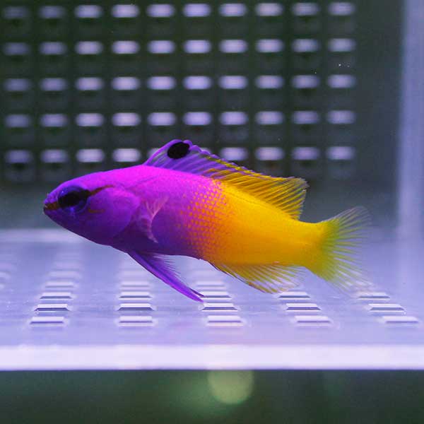 ロイヤルグラマ 4-6cm±! 海水魚 メギス 15時までのご注文で当日発送(t120