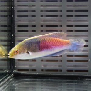 irm-000-1415542100 - AQUAGIFT 用品ショップ Rainbowfish swimming in a glass aquarium with yellow, pink, orange, and blue iridescent scales visible against a gray slatted background, facing left.