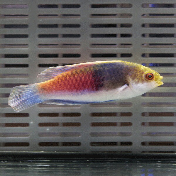 クロヘリイトヒキベラ 5-7cm± ! 海水魚 ベラ 15時までのご注文で当日発送(t122
