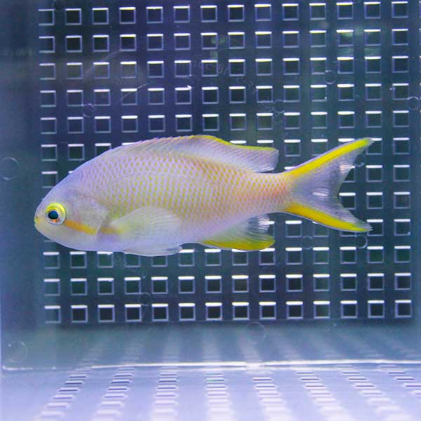 メラネシアンアンティアス 5-7cm±! 海水魚 ハナダイ 【ハナダイ】15時までのご注文で当日発送(t118