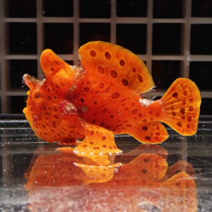 Bright orange pufferfish with honeycomb-like holes on its body, standing on a glass surface with a grid background behind it.