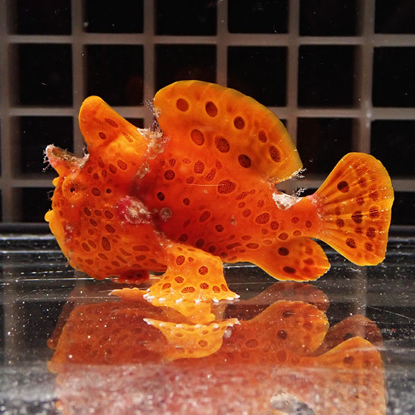 【現物8】イロカエルアンコウ 5.5cm! 海水魚 アンコウ 15時までのご注文で当日発送(t126(t207