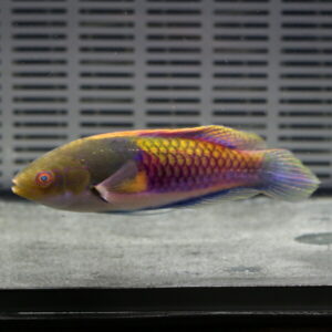 irm-000-1416832078 - AQUAGIFT 用品ショップ Colorful tropical fish with yellow, purple, and blue scales swimming in a glass aquarium background.