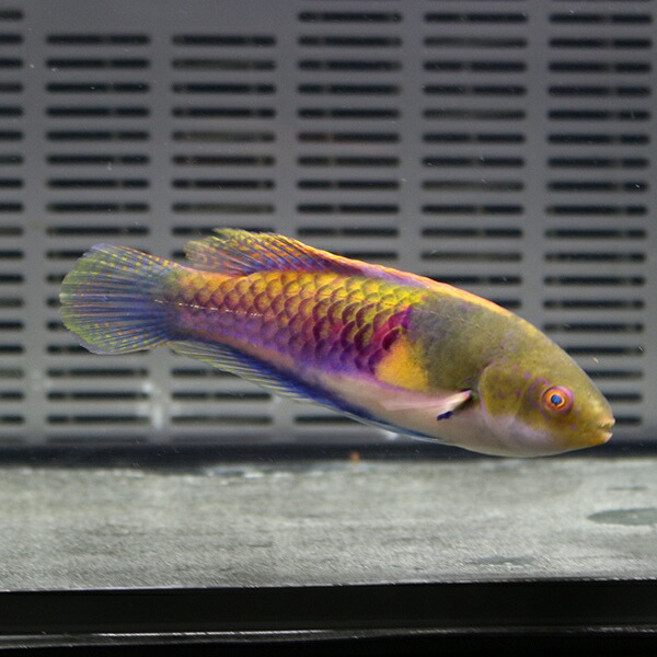 クロヘリイトヒキベラ オス個体6-8cm± !15時までのご注文で当日発送(t122