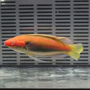irm-000-1416832288 - AQUAGIFT 用品ショップ Bright red-headed tropical fish with orange body and yellow tail swimming in an aquarium with a gray vented background.