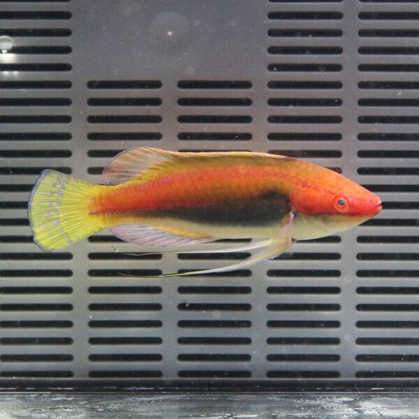 イトヒキベラ 海水魚 ベラ 7-9cm± !15時までのご注文で当日発送(t122