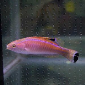 irm-000-1416832310 - AQUAGIFT 用品ショップ Purple-pink tropical fish with a black-tipped tail swimming in a clear aquarium.