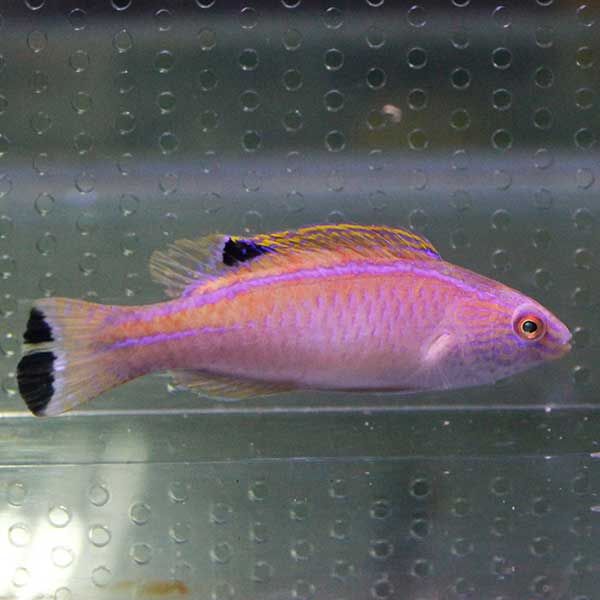 パイルズフェアリーラス 海水魚 ベラ 6-9cm± !15時までのご注文で当日発送(t122