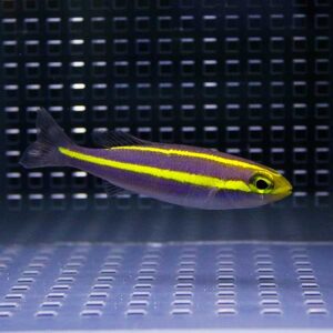 Small purple fish with a bright yellow stripe swimming in an aquarium tank with a perforated background.