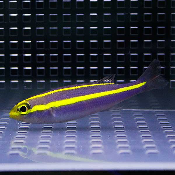 プリンセスモノクルブリーム 4-6cm±  !海水魚 15時までのご注文で当日発送(t116