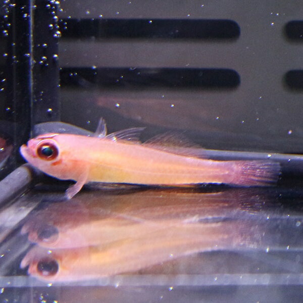 リングアイゴビー 2-3cm± !海水魚 ハゼ 15時までのご注文で当日発送(t121