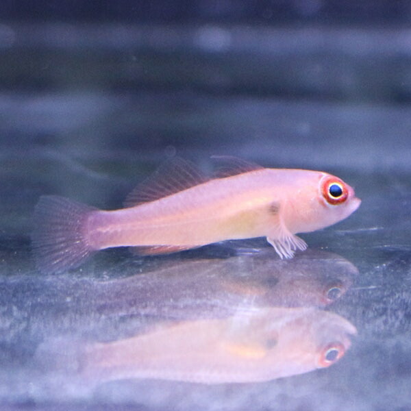 リングアイゴビー 2-3cm± !海水魚 ハゼ 15時までのご注文で当日発送(t121