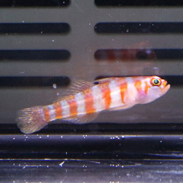 キャンディーケインドワーフゴビー 2cm±!海水魚 ハゼ 15時までのご注文で当日発送(t121