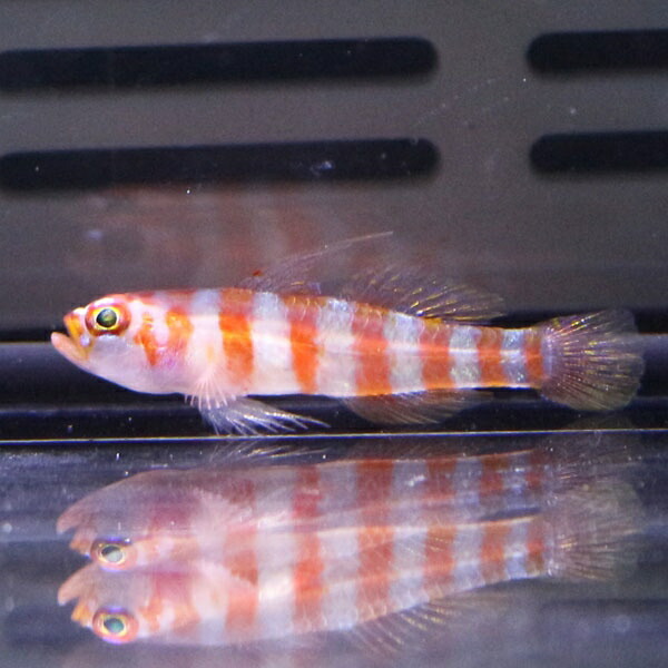 キャンディーケインドワーフゴビー 2cm±!海水魚 ハゼ 15時までのご注文で当日発送(t121