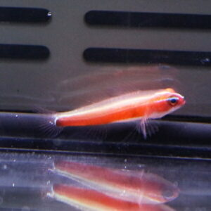 Tiny orange fish with translucent fins swimming near a glass tank wall; its reflection is visible below.