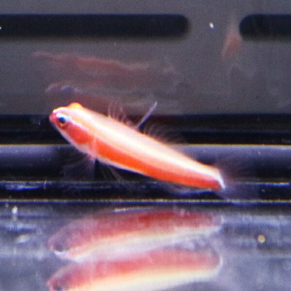オヨギイソハゼ 1cm±!海水魚 ハゼ 15時までのご注文で当日発送(t121
