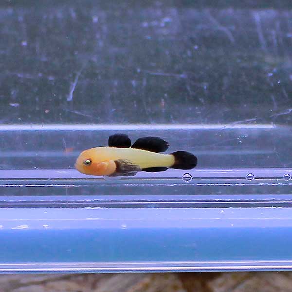 パンダダルマハゼ 1cm±!海水魚 ハゼ 15時までのご注文で当日発送(t121