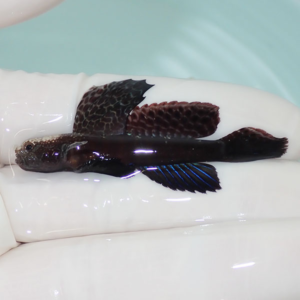Small dark fish with red-edged fins resting on a white gloved hand.