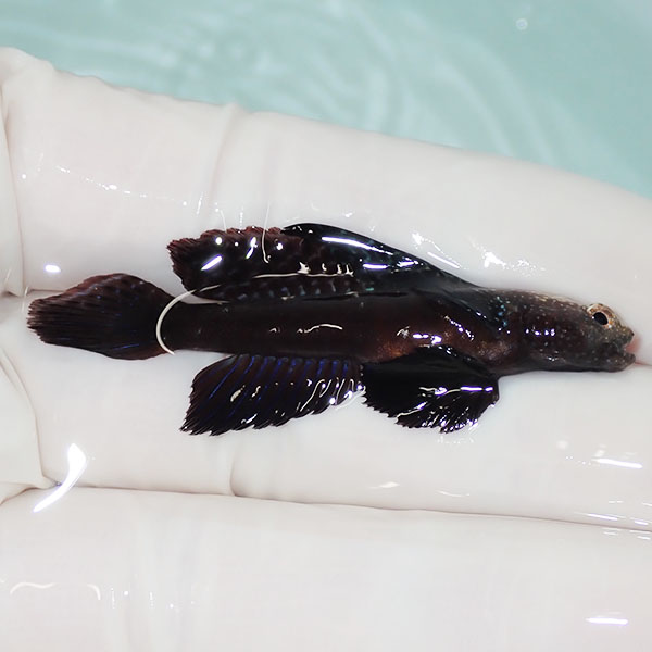 【現物2】ホタテツノハゼ 5.5cm±!海水魚 ハゼ 15時までのご注文で当日発送(t121