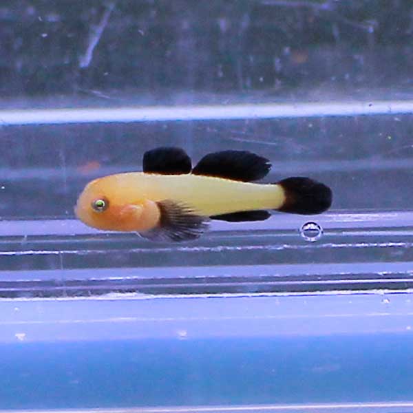 パンダダルマハゼ 1cm± 3匹セット!海水魚 ハゼ 15時までのご注文で当日発送(t121